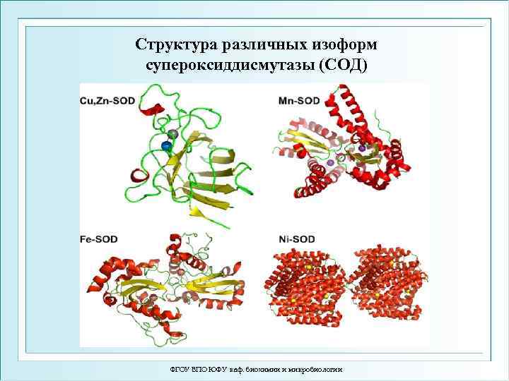 Структура различных изоформ супероксиддисмутазы (СОД) ФГОУ ВПО ЮФУ каф. биохимии и микробиологии 