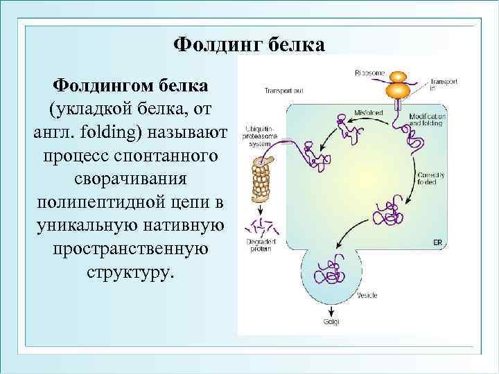 Белок термин. Фолдинг белков и механизмы его регуляции. Этапы фолдинга белка. Процессинг белка. Фолдинг. Шапероны.. Фолдинг обретение белком третичной структуры.