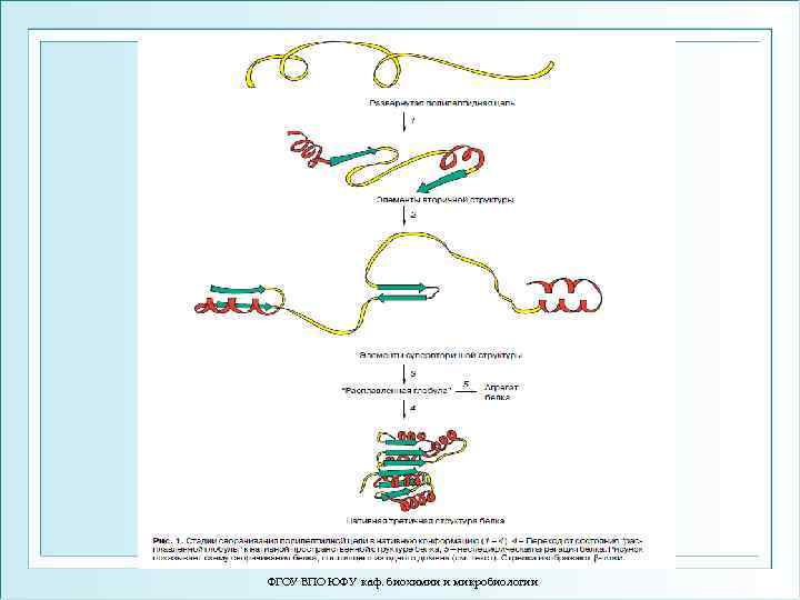 ФГОУ ВПО ЮФУ каф. биохимии и микробиологии 