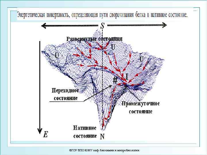 ФГОУ ВПО ЮФУ каф. биохимии и микробиологии 