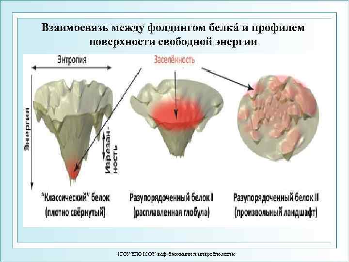Взаимосвязь между фолдингом белкá и профилем поверхности свободной энергии ФГОУ ВПО ЮФУ каф. биохимии