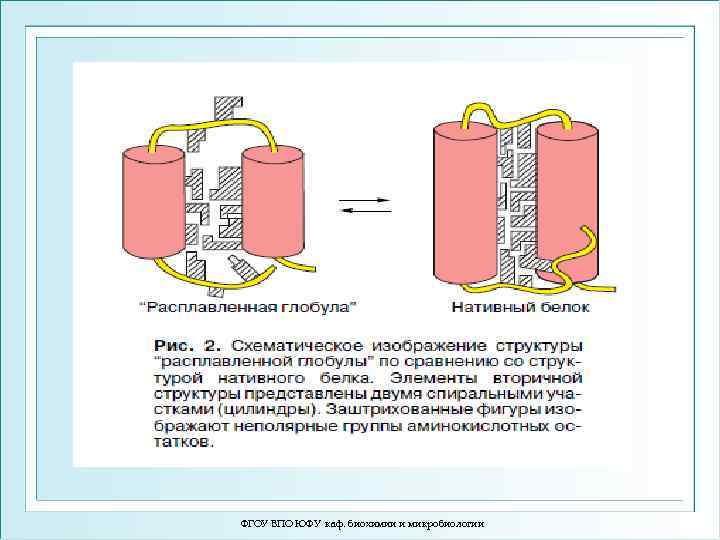 ФГОУ ВПО ЮФУ каф. биохимии и микробиологии 