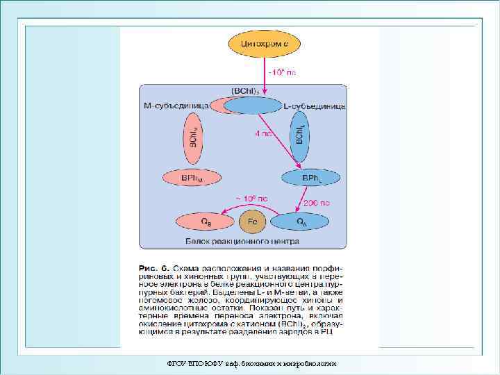 ФГОУ ВПО ЮФУ каф. биохимии и микробиологии 