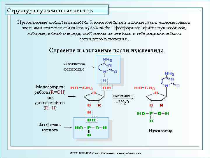 Структура нуклеиновых кислот. Нуклеиновые кислоты являются биологическими полимерами, мономерными звеньями которых являются нуклеотиды –