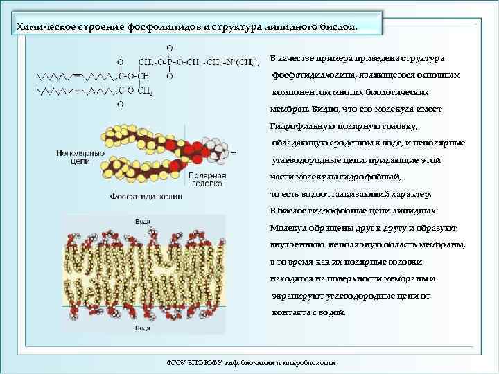 Схема образования фосфатидилхолина