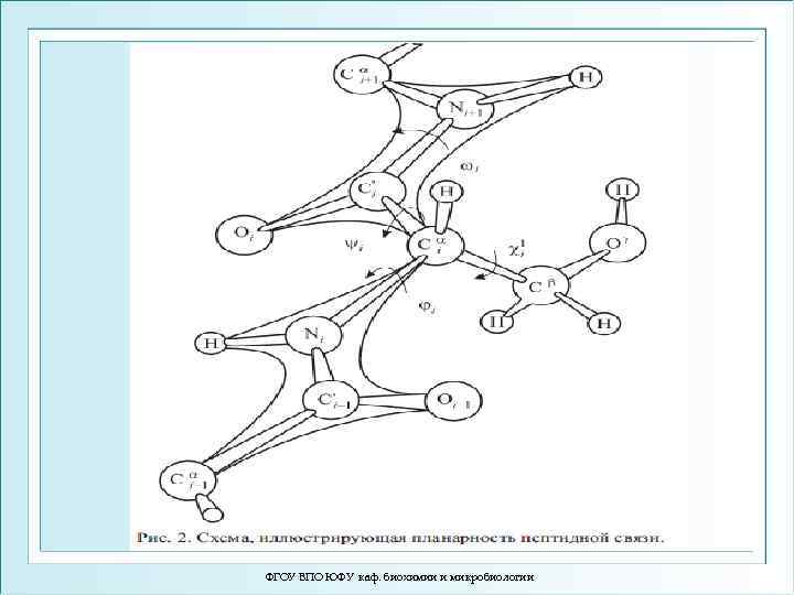 ФГОУ ВПО ЮФУ каф. биохимии и микробиологии 