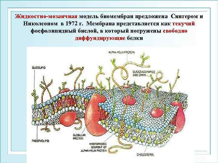 Жидкостно-мозаичная модель биомембран предложена Сингером и Николсоном в 1972 г. Мембрана представляется как текучий