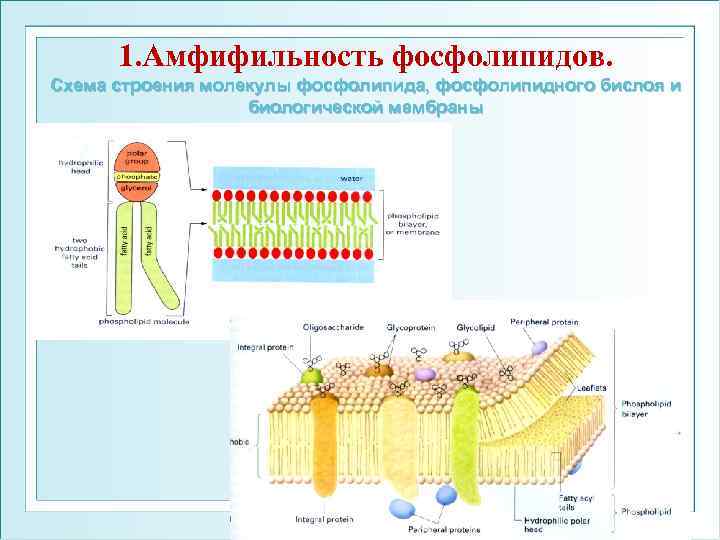 1. Амфифильность фосфолипидов. Схема строения молекулы фосфолипида, фосфолипидного бислоя и биологической мембраны ФГОУ ВПО