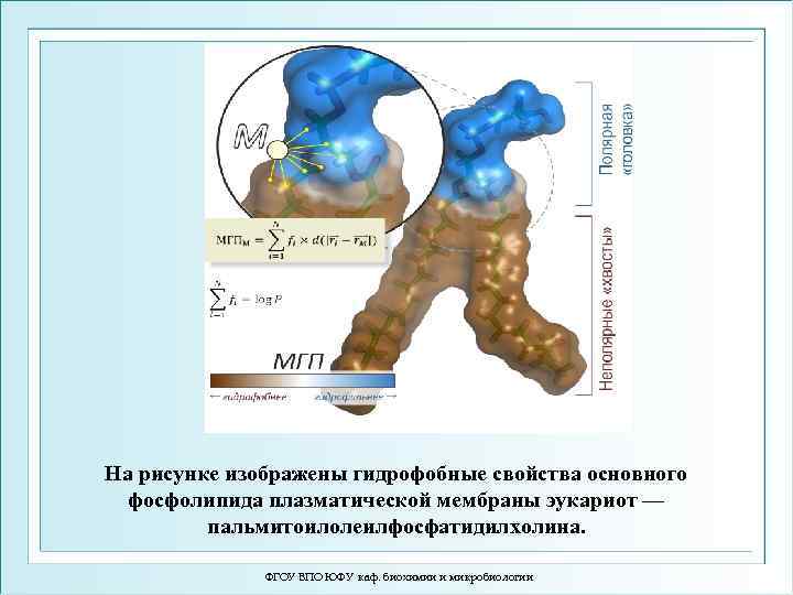 На рисунке изображены гидрофобные свойства основного фосфолипида плазматической мембраны эукариот — пальмитоилолеилфосфатидилхолина. ФГОУ ВПО