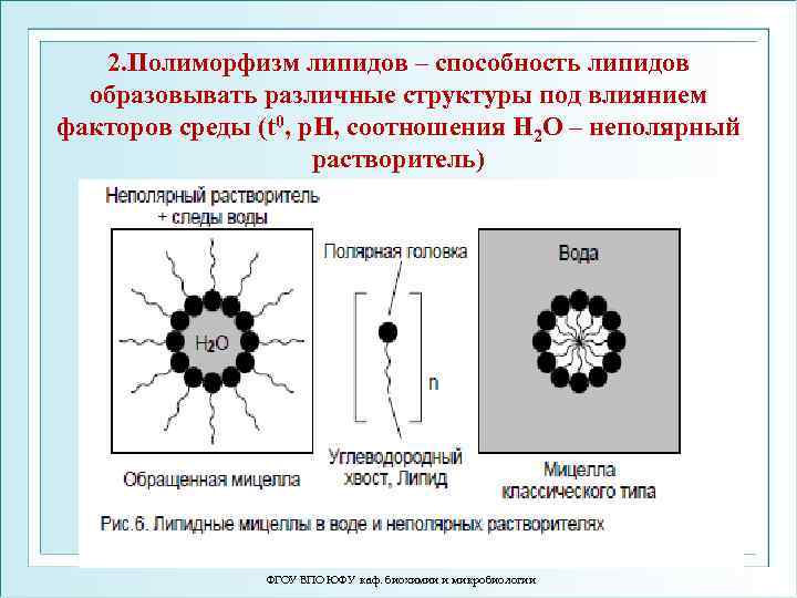 2. Полиморфизм липидов – способность липидов образовывать различные структуры под влиянием факторов среды (t