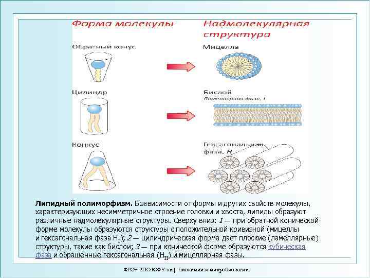 Липидный полиморфизм. В зависимости от формы и других свойств молекулы, характеризующих несимметричное строение головки