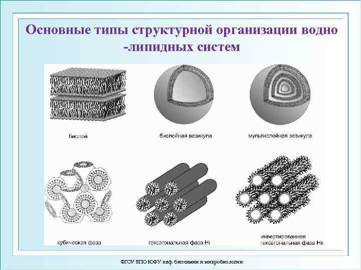 Основные типы структурной организации водно -липидных систем ФГОУ ВПО ЮФУ каф. биохимии и микробиологии
