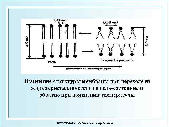 Изменение структуры мембраны при переходе из жидкокристаллического в гель-состояние и обратно при изменении температуры