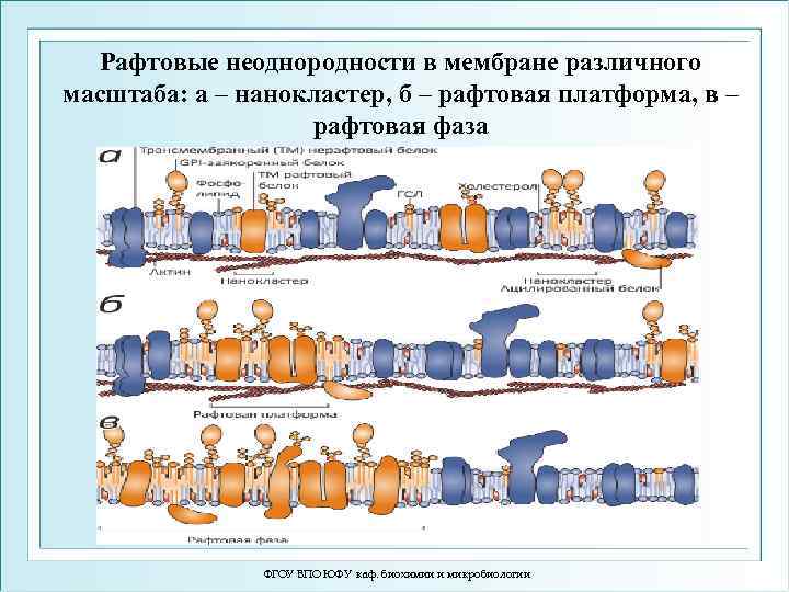 Рафтовые неоднородности в мембране различного масштаба: а – нанокластер, б – рафтовая платформа, в