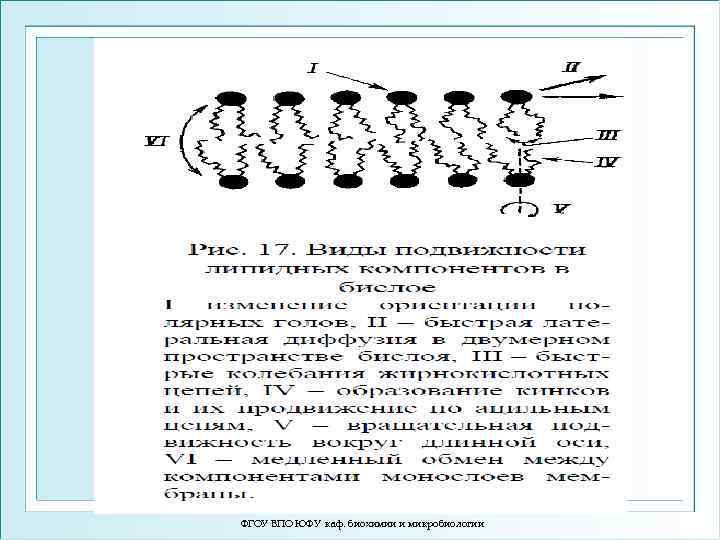 ФГОУ ВПО ЮФУ каф. биохимии и микробиологии 