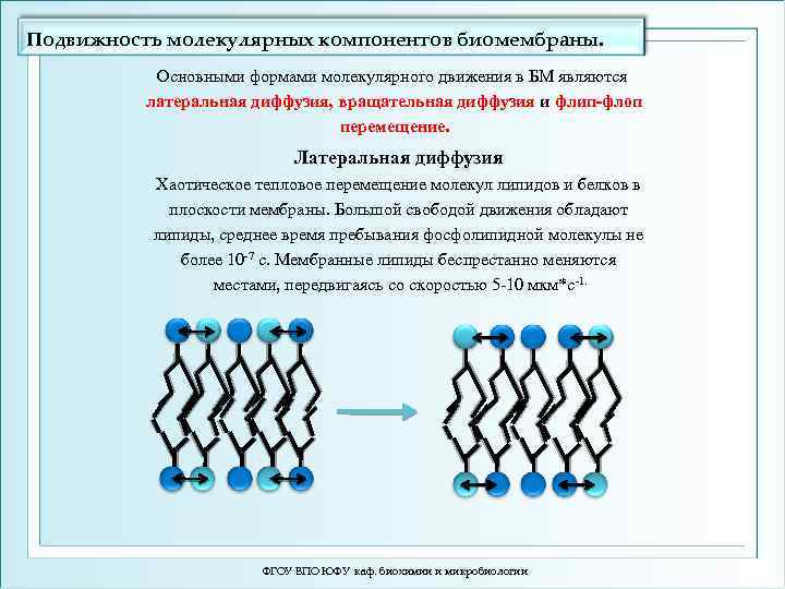 Молекулы перенос. Диффузия липидных молекул в мембранах латеральная флип флоп. Вращательная диффузия. Латеральная диффузия. Латеральная диффузия в мембранах.