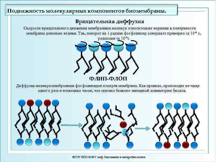 Диффузия мембраны. Вращательная диффузия. Мембрана динамика. Подвижность фосфолипидных молекул в мембранах. Вращательная диффузия молекул в мембране.