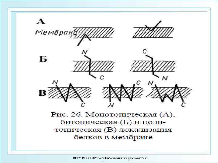 ФГОУ ВПО ЮФУ каф. биохимии и микробиологии 