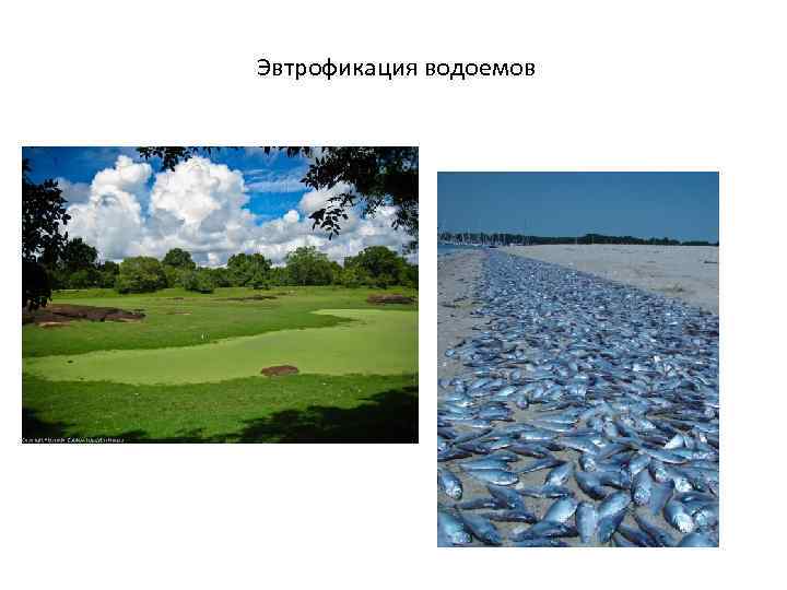 Эвтрофикация водоемов 