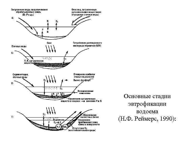 На рисунке показано что в процессе эвтрофикации в водоеме может произойти