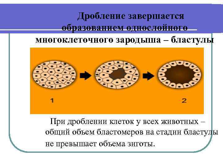 Рассмотрите рисунок на котором изображен процесс образования бластулы