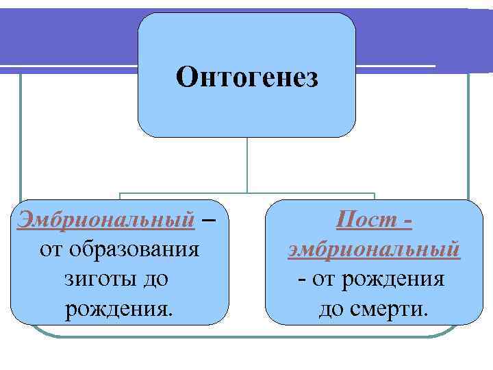 Онтогенез Эмбриональный – от образования зиготы до рождения. Пост эмбриональный - от рождения до