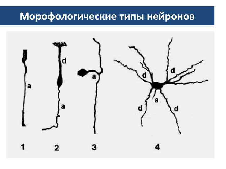 Морофологические типы нейронов 