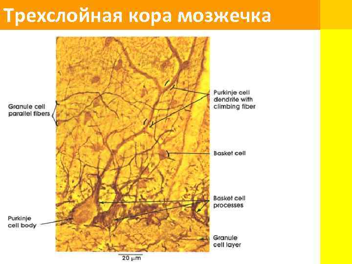 Трехслойная кора мозжечка 