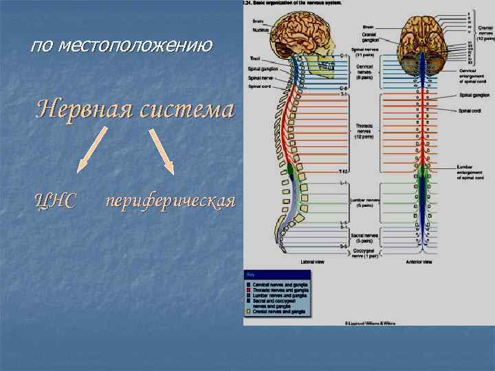 по местоположению Нервная система ЦНС периферическая 