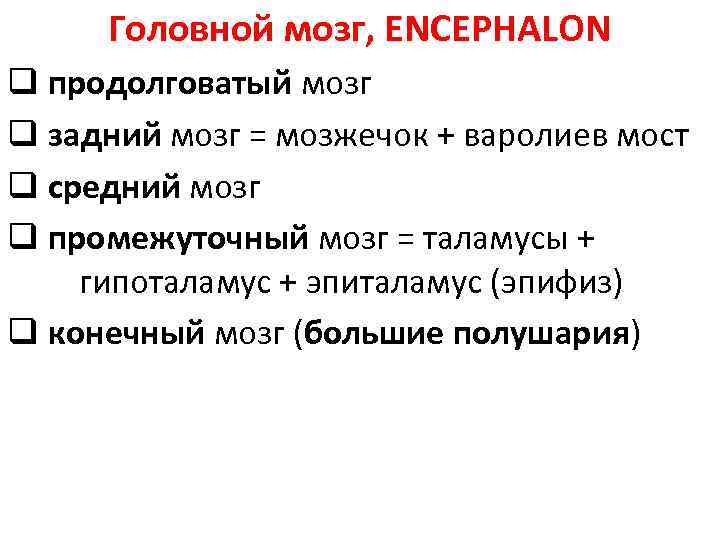 Головной мозг, ENCEPHALON q продолговатый мозг q задний мозг = мозжечок + варолиев мост