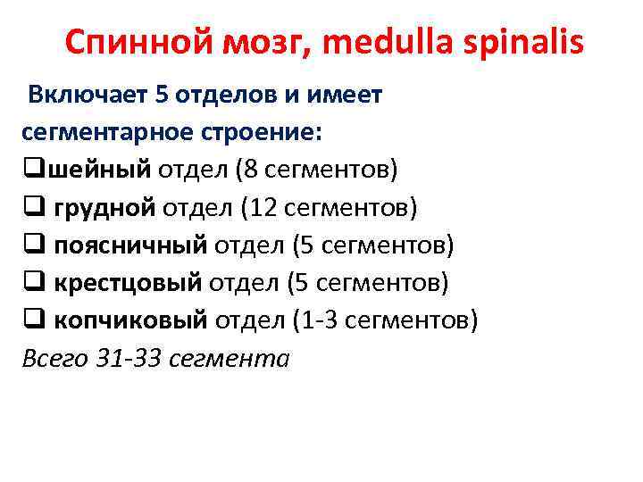 Спинной мозг, medulla spinalis Включает 5 отделов и имеет сегментарное строение: qшейный отдел (8