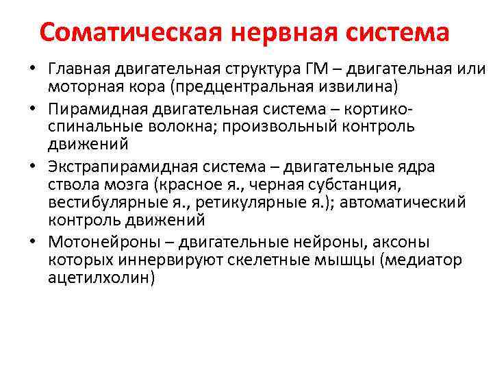 Соматическая нервная система • Главная двигательная структура ГМ – двигательная или моторная кора (предцентральная