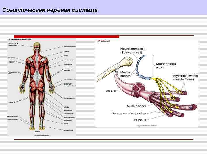 Иннервируемые органы соматической нервной системы. Соматическая нервная система схема строения. Нервные центры соматической нервной системы.