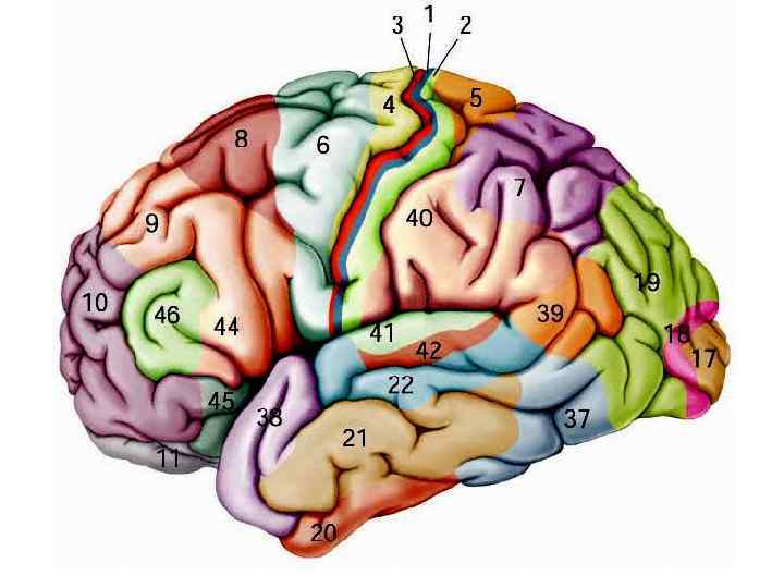 Третичные поля мозга. Мозг поля Бродмана. Зоны полей Бродмана. Поля Бродмана слухового анализатора. Третичные зоны коры головного мозга.
