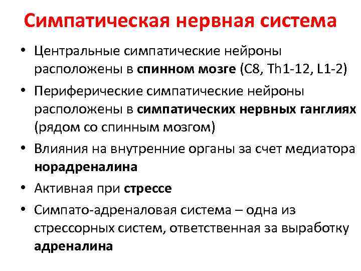 Симпатическая нервная система • Центральные симпатические нейроны расположены в спинном мозге (С 8, Th