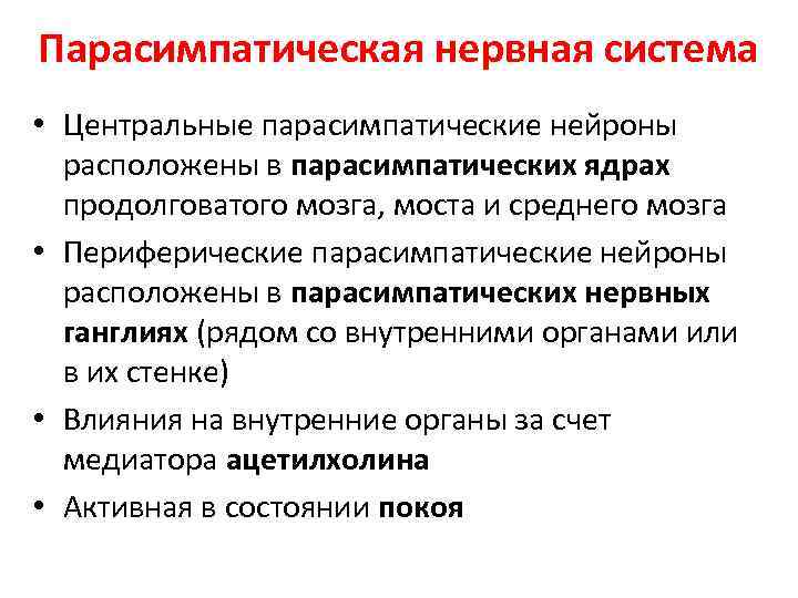 Парасимпатическая нервная система • Центральные парасимпатические нейроны расположены в парасимпатических ядрах продолговатого мозга, моста