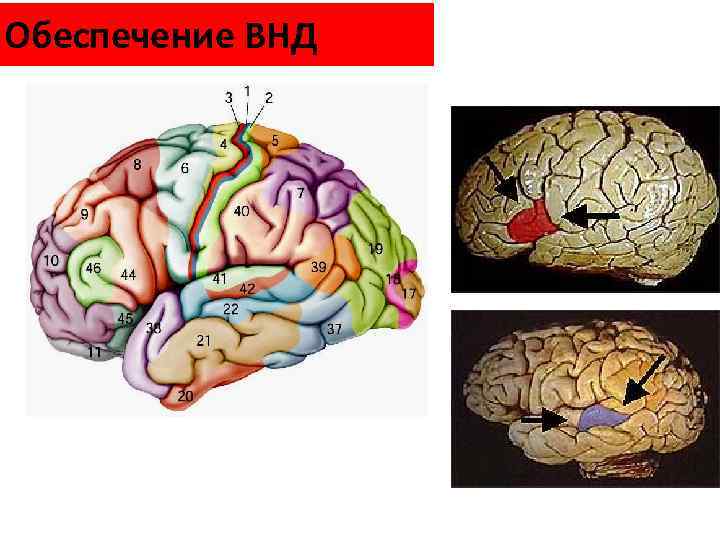 Обеспечение ВНД 