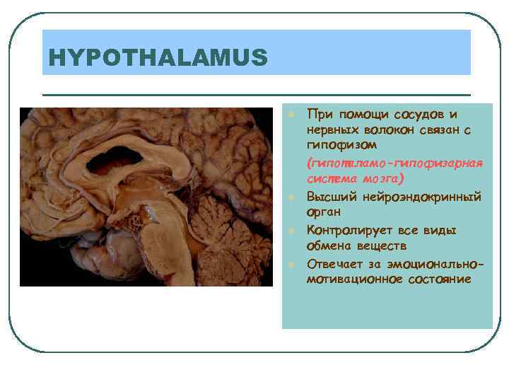 HYPOTHALAMUS l l При помощи сосудов и нервных волокон связан с гипофизом (гипоталамо-гипофизарная система