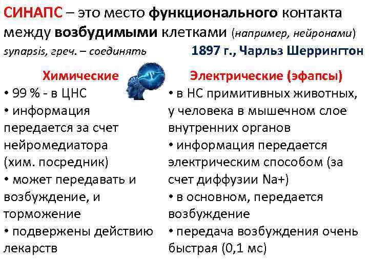 CИНАПС – это место функционального контакта между возбудимыми клетками (например, нейронами) synapsis, греч. –