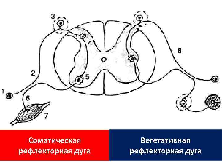 Соматическая рефлекторная дуга Вегетативная рефлекторная дуга 