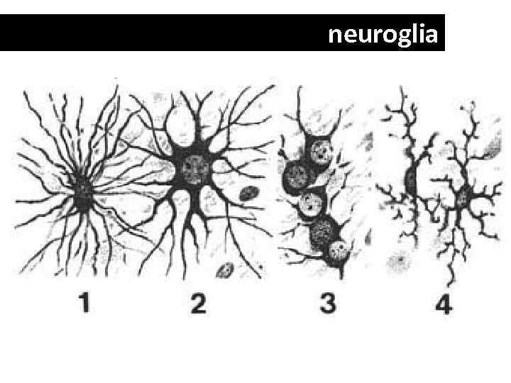 neuroglia 