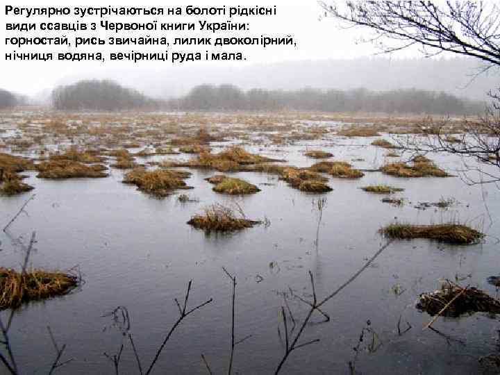 Регулярно зустрічаються на болоті рідкісні види ссавців з Червоної книги України: горностай, рись звичайна,