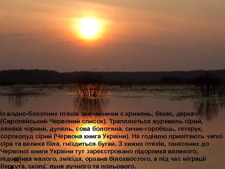 Із водно-болотних птахів звичайними є крижень, бекас, деркач (Європейський Червоний список). Трапляються журавель сірий,