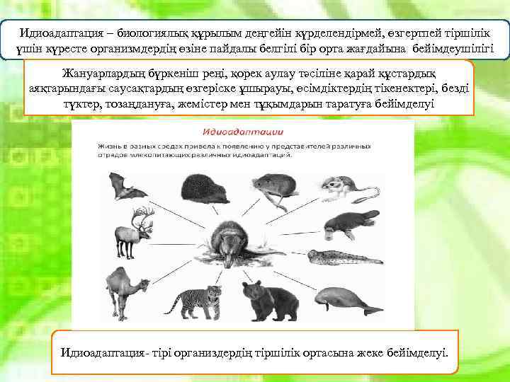 Идиоадаптация – биологиялық құрылым деңгейін күрделендірмей, өзгертпей тіршілік үшін күресте организмдердің өзіне пайдалы белгілі