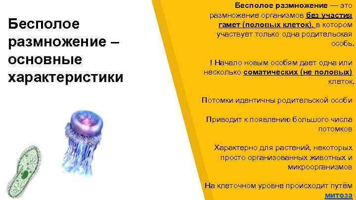 Бесполое размножение – основные характеристики Бесполое размножение — это размножение организмов без участия гамет