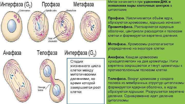 Митоз начинается при удвоении ДНК и появлении пары клеточных центров в цитоплазме. Профаза. Увеличивается