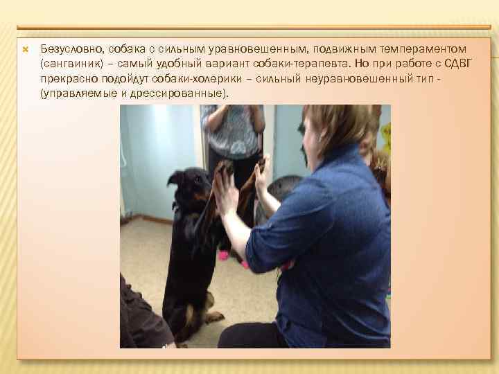  Безусловно, собака с сильным уравновешенным, подвижным темпераментом (сангвиник) – самый удобный вариант собаки-терапевта.