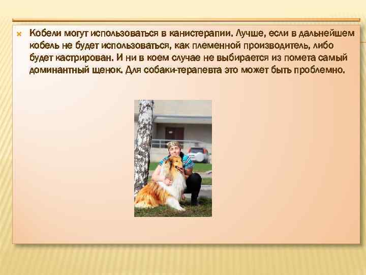  Кобели могут использоваться в канистерапии. Лучше, если в дальнейшем кобель не будет использоваться,