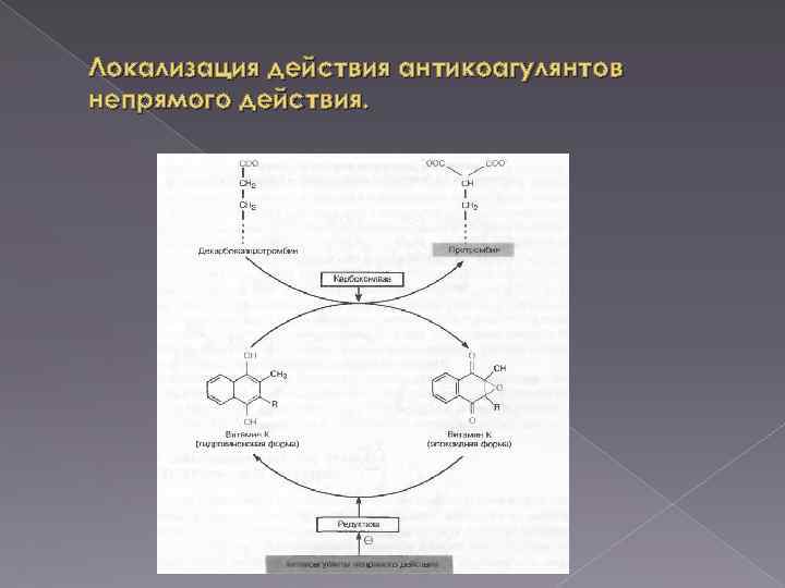 Локализация действия антикоагулянтов непрямого действия. 