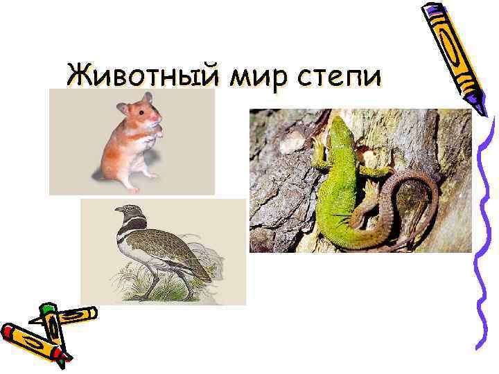 Животный мир степи 